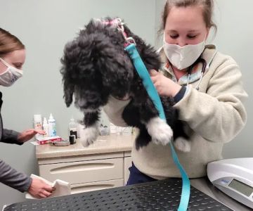 Tri-County Veterinary Services: Mack Andy DVM