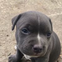 Chickasaw Veterinary Center ico
