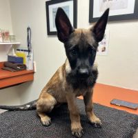 Community Veterinary Clinic ico