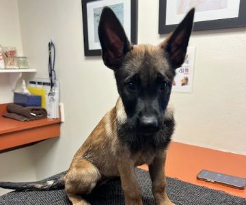 Community Veterinary Clinic