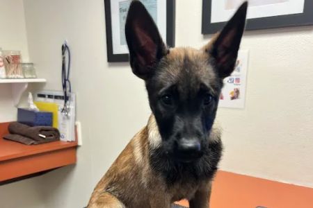 Community Veterinary Clinic