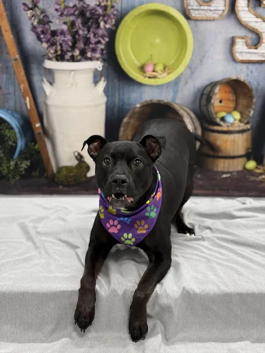 Cornerstone Veterinary Clinic 12