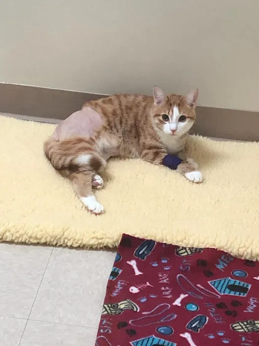 Cornerstone Veterinary Clinic 12