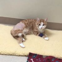 Cornerstone Veterinary Clinic ico