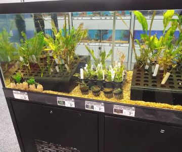 Petco