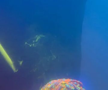 Deep Sea Gardens