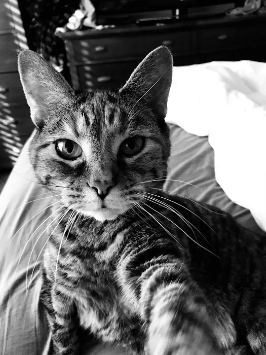 Troy Animal Hospital 12