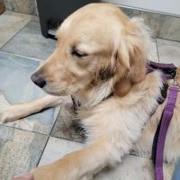 Troy Animal Hospital ico