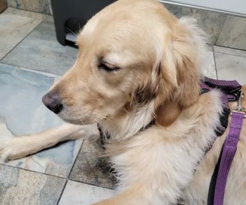 Troy Animal Hospital