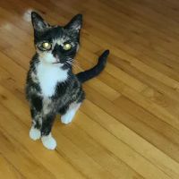 Miami Acres Animal Hospital ico