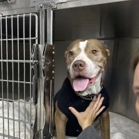 Animal Clinic of Troy ico