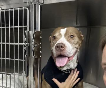 Animal Clinic of Troy