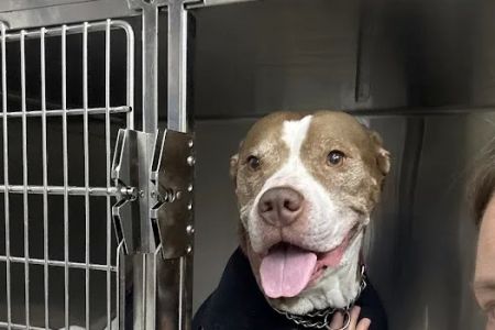 Animal Clinic of Troy
