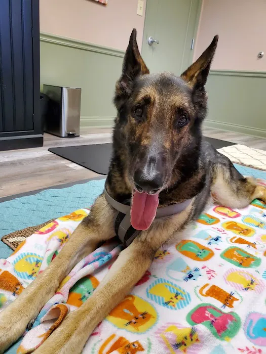 Dr. Jo's Pet Wellness and Acupuncture 12