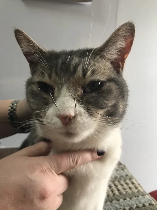 Dr. Jo's Pet Wellness and Acupuncture 12