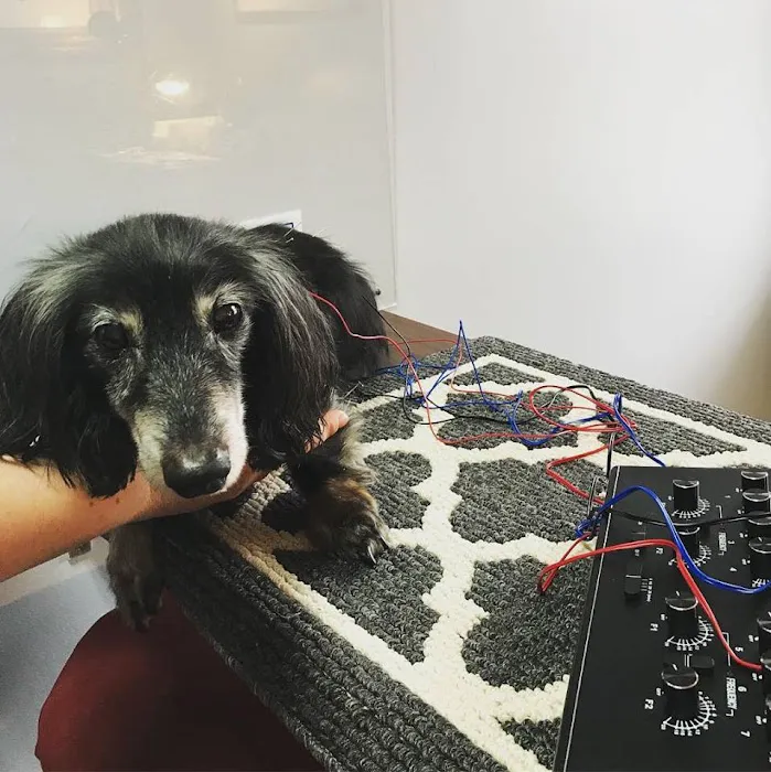 Dr. Jo's Pet Wellness and Acupuncture 12