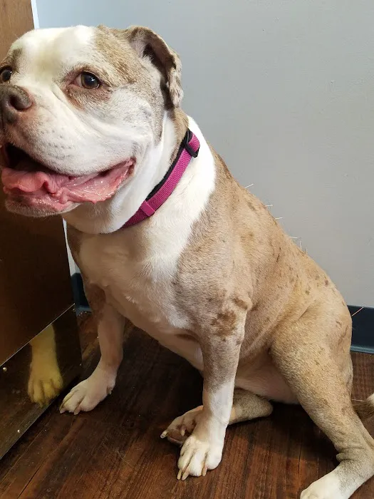 Dr. Jo's Pet Wellness and Acupuncture 12