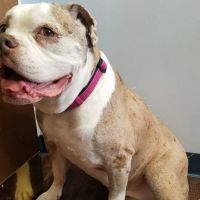 Dr. Jo's Pet Wellness and Acupuncture ico