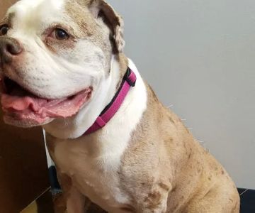 Dr. Jo's Pet Wellness and Acupuncture