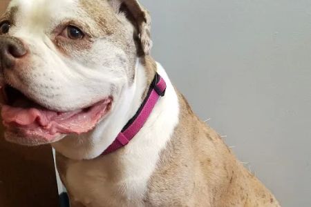 Dr. Jo's Pet Wellness and Acupuncture
