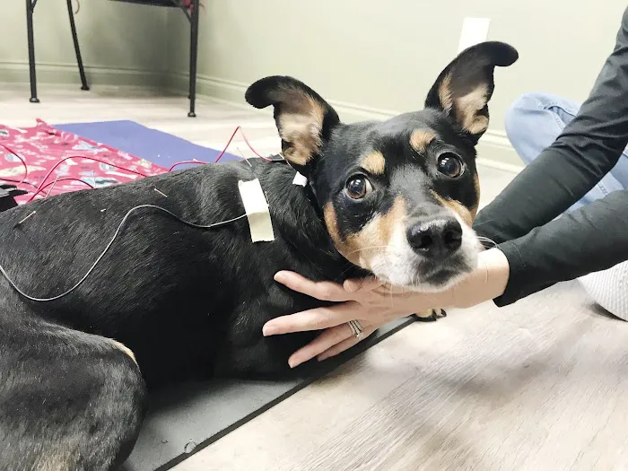 Dr. Jo's Pet Wellness and Acupuncture 12