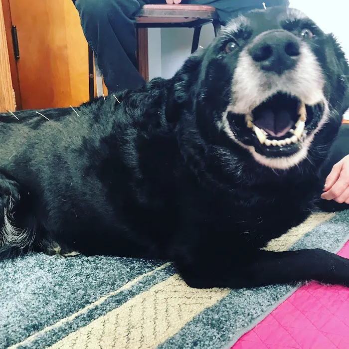 Dr. Jo's Pet Wellness and Acupuncture 12