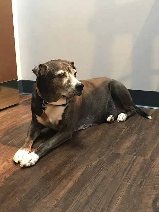 Dr. Jo's Pet Wellness and Acupuncture 12