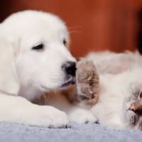 Tippecanoe Veterinary Hospital ico
