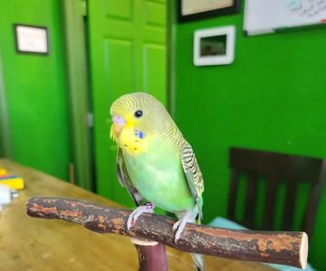 Parrotopia