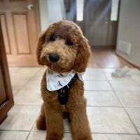 Tipp City Veterinary Hospital ico