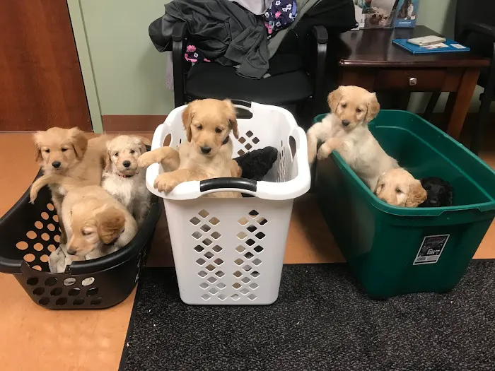 Family Vet Services 6