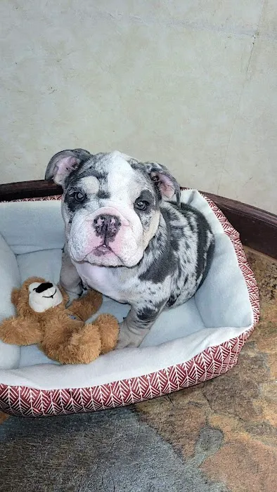 Celina Animal Hospital 5