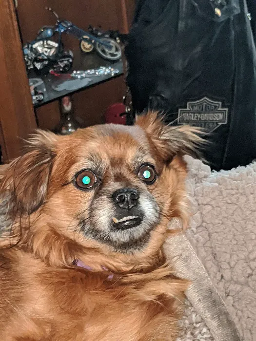 Celina Animal Hospital 6