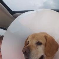 Celina Animal Hospital ico