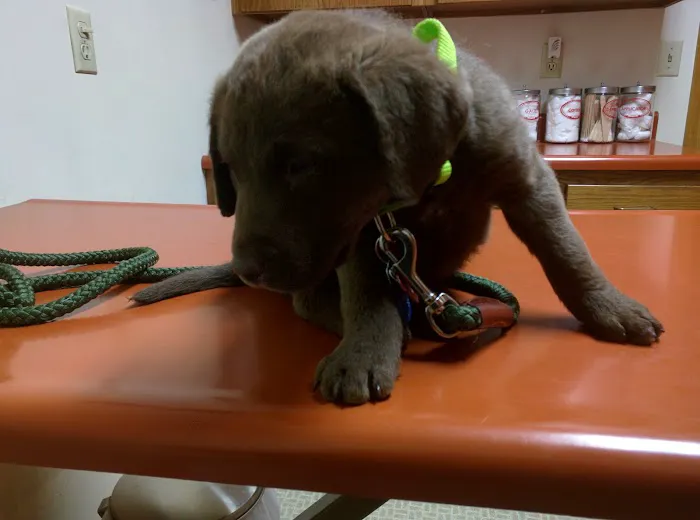 Celina Animal Hospital 3