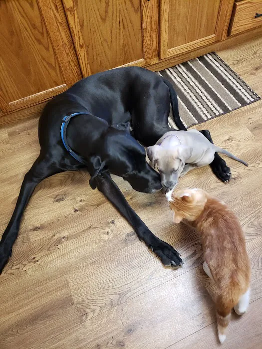 Celina Animal Hospital 10