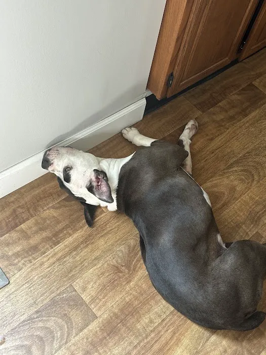 Lakeview Animal Hospital 2