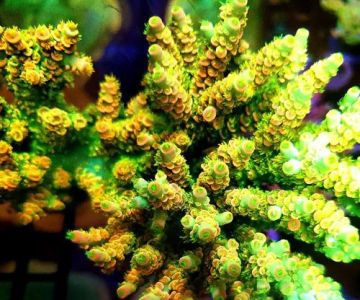 Your Reef Aquarium