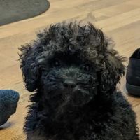 St Marys Vet ico