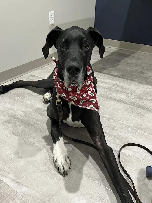 Kentucky Paws Animal Hospital 12