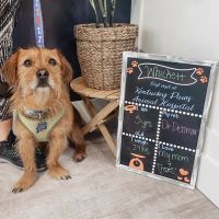 Kentucky Paws Animal Hospital ico