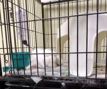 Petco