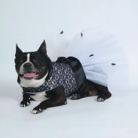 Crescent Springs Animal Hospital ico