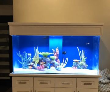 Aquarium Maintenance & Installation
