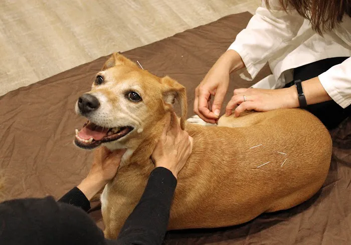 Holistic Veterinary Care 12