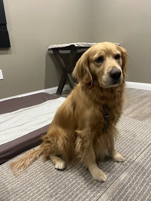 Holistic Veterinary Care 12