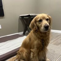 Holistic Veterinary Care ico