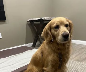 Holistic Veterinary Care