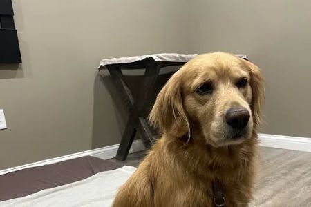 Holistic Veterinary Care