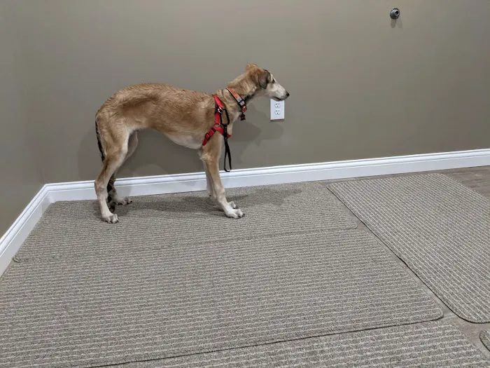 Holistic Veterinary Care 12